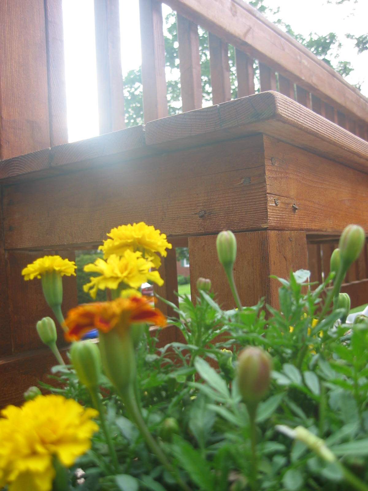 flower