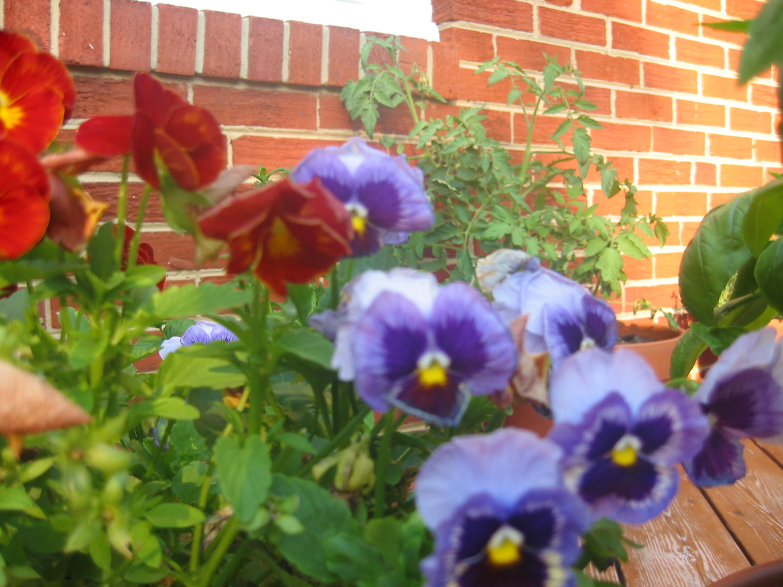flower